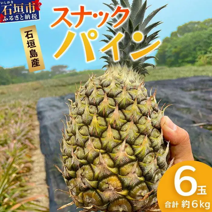 【先行予約】《2027年5月上旬頃より順次発送》石垣島産 スナックパイン (6玉 約6kg) 【 産地直送 沖縄 石垣 パイナップル パイン スナック フルーツ トロピカル 南国 】 TP-9-1