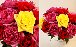 薔薇のアレンジメント(XL) 植物 バラ お花 