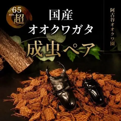 国産オオクワガタ成虫ペア飼育セット付き【1506078】