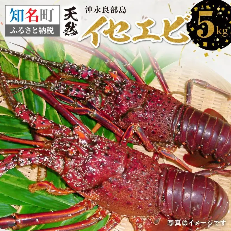 沖永良部島 の 天然 イセエビ 5kg C010-014 魚介類 冷凍 海老 エビ 伊勢海老