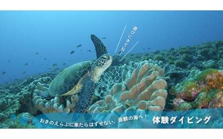 体験 ダイビング C015-001 スポーツ 海 マリンスポーツ 自然