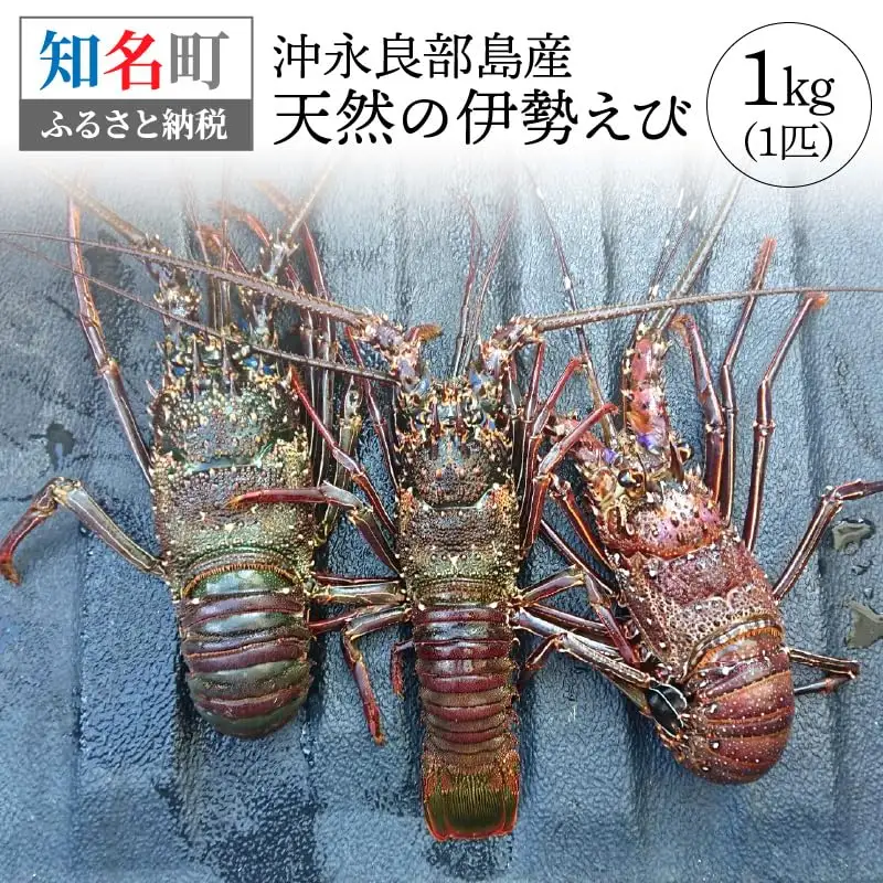 沖永良部 島産！ 天然 の 伊勢えび 1kg ( 1匹 ) C034-001 魚介類 冷凍 海老 エビ 伊勢海老