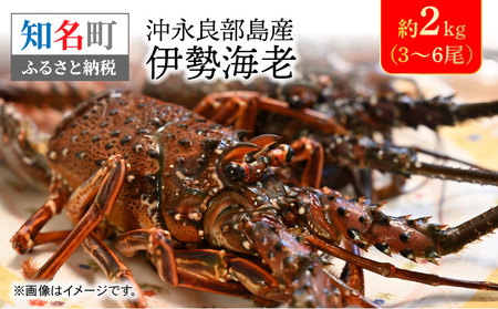 沖永良部 島産 伊勢海老 約2kg ( 3～6尾 ) C041-003 魚介類 冷凍 海老 エビ イセエビ