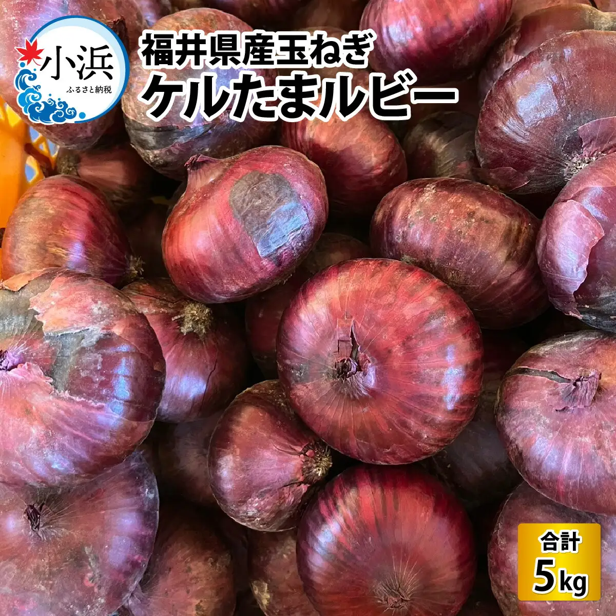 【 先行予約 / 7月上旬より発送】 福井県産 玉ねぎ ケルたまルビー 5kg / 野菜 やさい タマネギ たまねぎ / 小浜市 / 今富の宝 [BFCI002] 