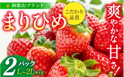 【先行予約】まりひめ いちご 12粒～15粒入り×2パック（500g）2027年1月中旬頃～2027年3月下旬頃に順次発送予定（お届け日指定不可） | いちご 苺 まりひめ 和歌山 フルーツ 果物 くだもの【kgr007B】