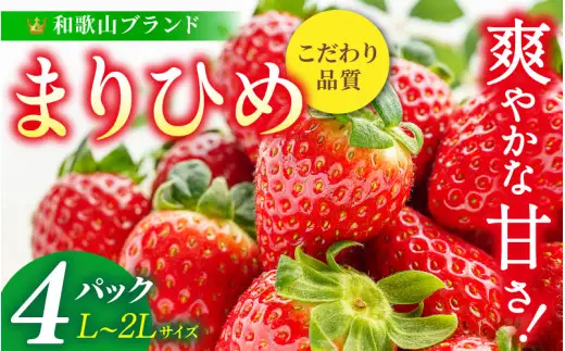 【先行予約】まりひめ いちご 12粒～15粒入り×4パック（1kg）2027年1月中旬頃～2027年3月下旬頃に順次発送予定（お届け日指定不可） | いちご 苺 まりひめ 和歌山 フルーツ 果物 くだもの【kgr008B】