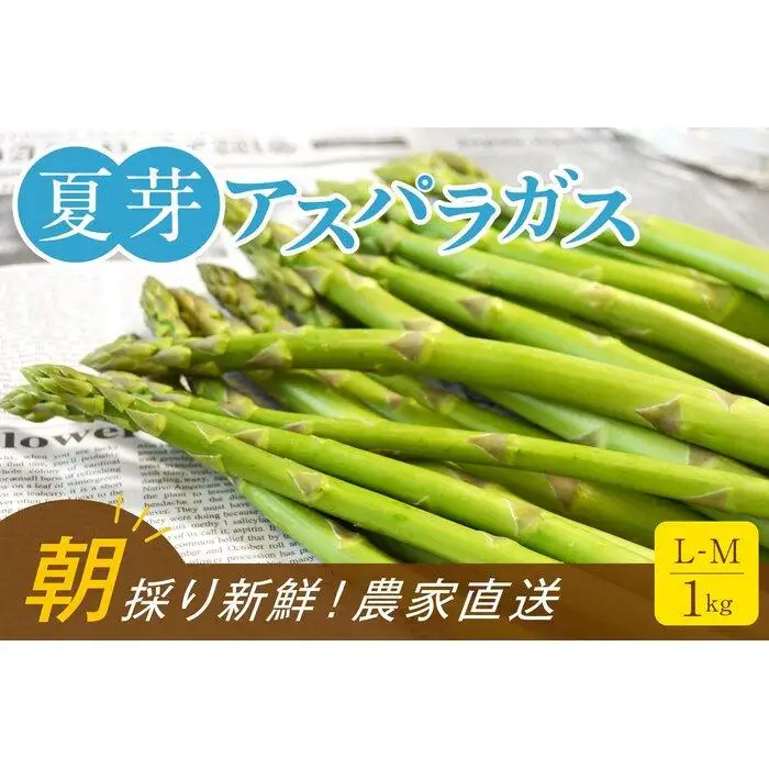 【朝採り直送】夏芽アスパラガス 1kg（L-Mサイズ）福岡県産 2026年