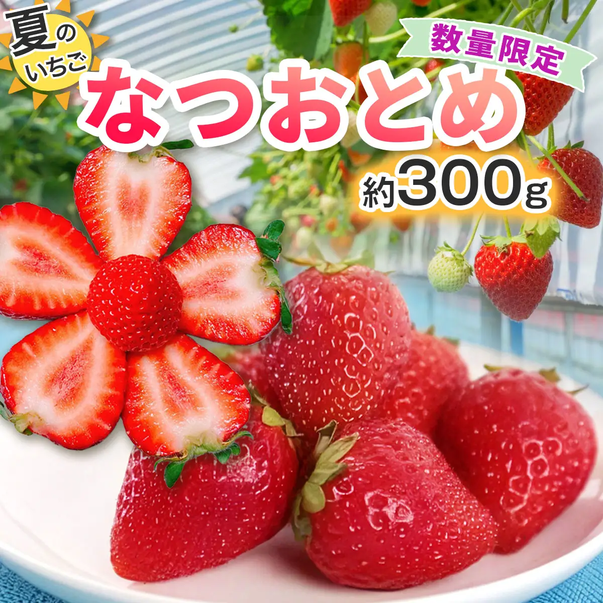 [期間限定／数量限定] 夏のいちご「なつおとめ」天空の高原いちご プレミアムギフト 計300g 贈答用 化粧箱入り 約2人分 いちご フルーツ 果物 [0366]