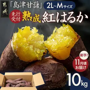 先行受付!【11月お届け】島津甘藷　熟成紅はるか 10kg(2L～M)〔12-A7-001-10kg-11〕_(都城市) 島津甘藷 紅はるか 未選別 10kg 2L～M