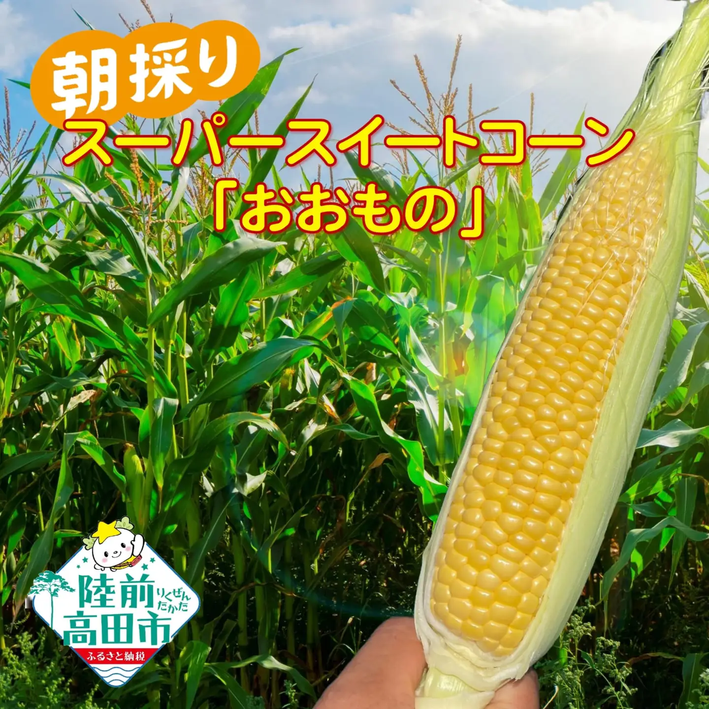 先行予約 村上さん家の朝採りスーパー スイートコーン 品種：おおもの 約2.5kg (6～7本) とうもろこし