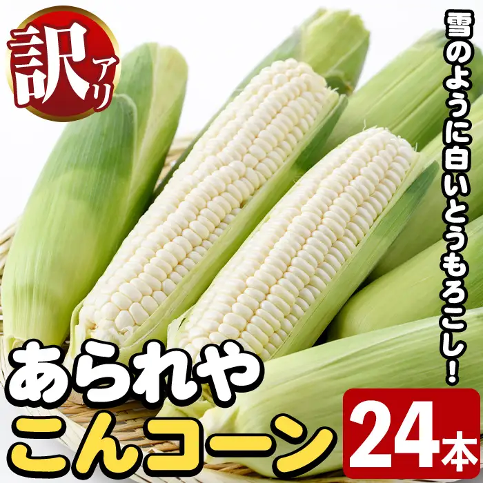 ＜先行予約受付中！2026年11月下旬以降順次発送予定＞訳あり！白いとうもろこし「あられやこんコーン」(24本) 国産 トウモロコシ 玉蜀黍 ホワイト コーン 野菜 糖度 イネ科 数量限定 期間限定 訳アリ 旬 【うとさんち】akn067-29