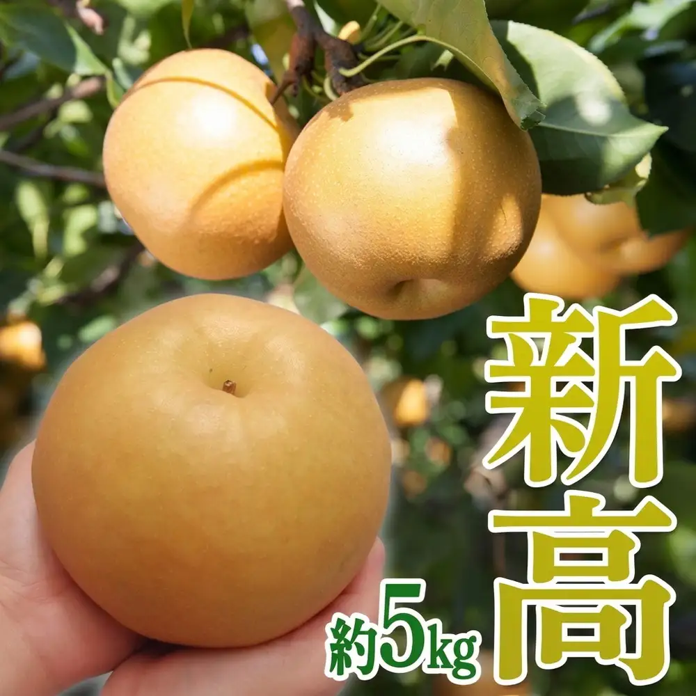 茨城県産【新高梨】約5kg【土浦市産】※2026年10月～発送