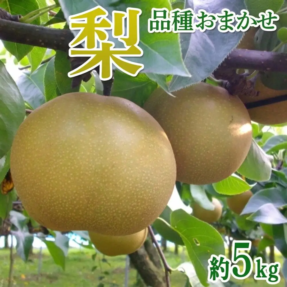 茨城県産 梨【品種おまかせ】約5kg【土浦市産】 ※2026年9月～発送