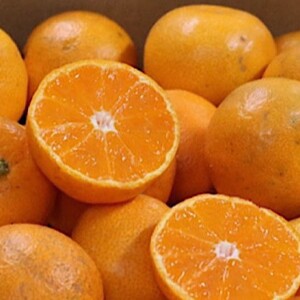 【2026年先行予約】和歌山県産 有田みかん 3.5kg サイズ混合_BL6101n