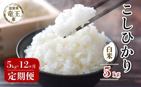 【 先行予約 】新米 こしひかり 白米 5kg 定期便 12ヶ月
