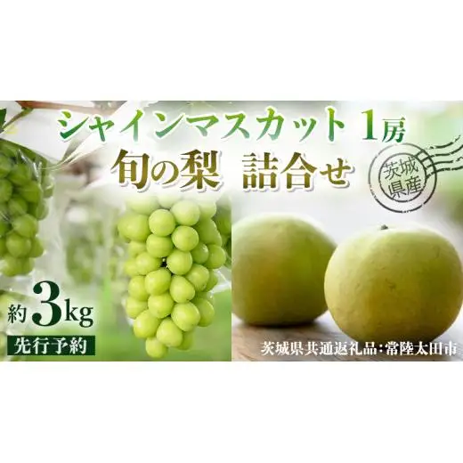 【 先行予約 】茨城県産 シャインマスカット1房と旬の梨詰め合わせ 約 3kg ( 茨城県共通返礼品 : 常陸太田市 )【 2026年 9月中旬頃より発送 】
