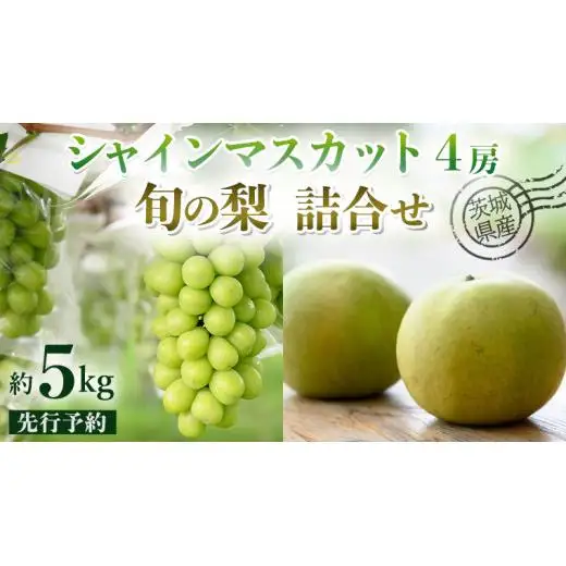 【 先行予約 】茨城県産 シャインマスカット4房と旬の梨詰め合わせ 約5kg ( 茨城県共通返礼品 : 常陸太田市 )【 2025年 9月中旬頃より発送 】 梨 ナシ なし 和梨 シャインマスカット フルーツ ぶどう 葡萄 ブドウ マスカット 果物  期間限定 数量限定