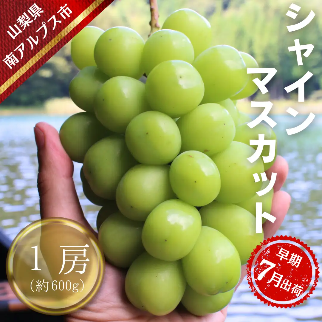 【令和8年発送・先行予約】ハウス栽培　南アルプス市産シャインマスカット(1房・約600ｇ)真心で育てる大地の宝石！【早期出荷】 ALPDX008