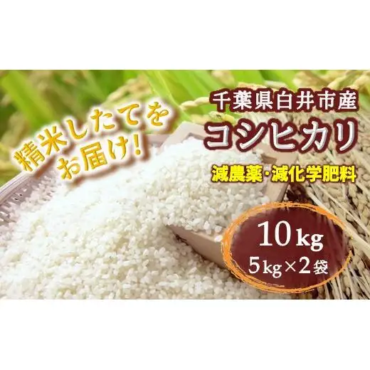 コシヒカリ 10kg 5kg×2袋 精米したて 減農薬 減化学肥料 白米 千葉県産コシヒカリ こしひかり 新鮮 鮮度 米 ちばエコ農産物