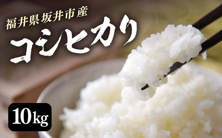 【令和6年産・新米】 福井県 坂井市産米 コシヒカリ 10kg (白米) 【お米 米 こめ コメ こしひかり 白米 10キロ 精米 ブランド米 ふるさと納税米 産地直送】 [A-3293]