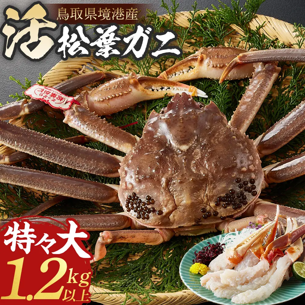 ＜11月中旬～3月中旬発送予定＞＜期間限定＞活松葉ガニ 特々大 1.2kg以上