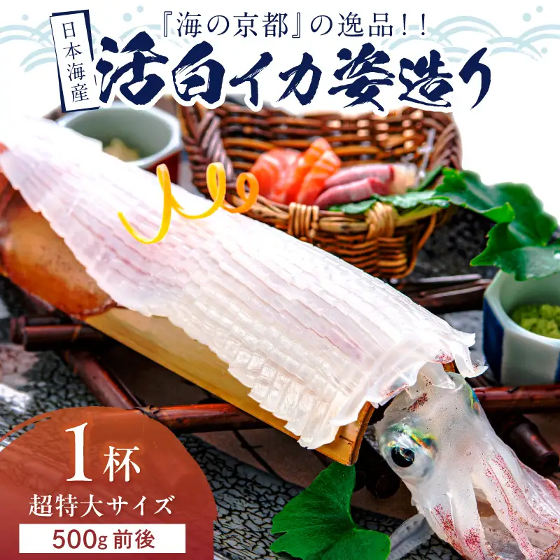 日本海産『海の京都』の逸品！！　活白イカ姿造り（クリスタル白いか）超特大サイズ 1杯（500g前後）（2027年6月上旬～発送） ふるさと納税 海鮮 鮮度抜群 新鮮 海鮮 いか イカ 簡単調理 生産者応援 送料無料 生食 魚介類 活イカ 日本海産 刺身 BBQ 美味 逸品