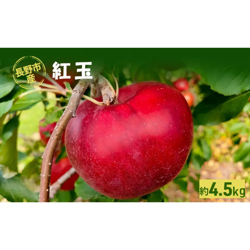 牧野果樹園　長野市産「紅玉」約4.5kg （18～22玉） | りんご フルーツ 果物 りんご