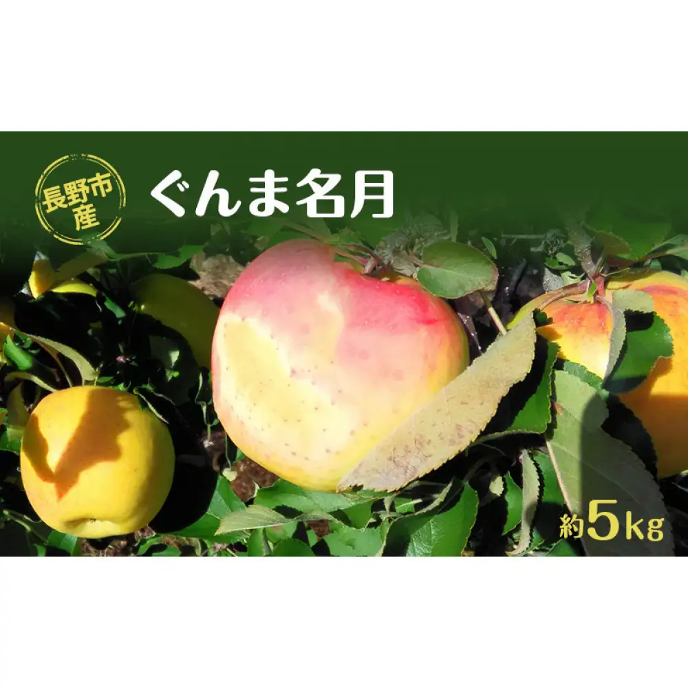 牧野果樹園　長野市産「ぐんま名月」約5kg（12-18玉）  | りんご フルーツ 果物 りんご