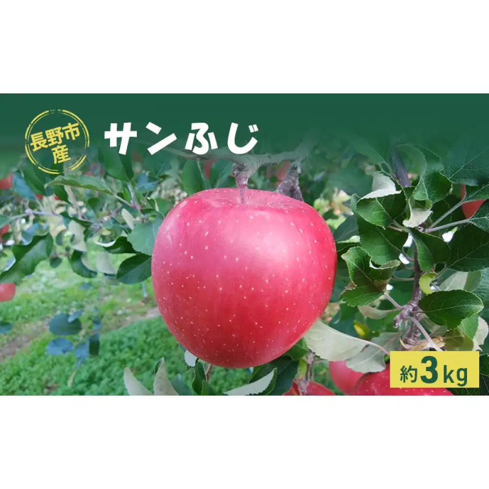 牧野果樹園　長野市産「サンふじ」約3kg （8～10玉） | りんご フルーツ 果物 りんご