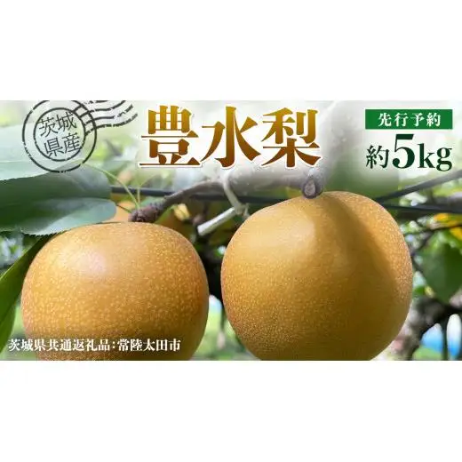 【 先行予約 】茨城県産 梨 豊水 約5kg 11玉～16玉 ( 茨城県共通返礼品 : 常陸太田市 )【 2026年 9月上旬頃より発送 】
