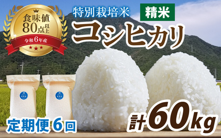 【先行予約】【6ヶ月連続お届け】【令和8年産 新米】南条米 特別栽培米コシヒカリ 真空パック 精米 10kg(5kg×2袋)×6ヶ月 (計60kg)福井 おにぎり