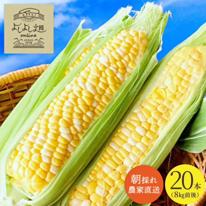 とうもろこし 朝どれ とうもろこし 2027年産【20本 約8kg】【冷蔵】