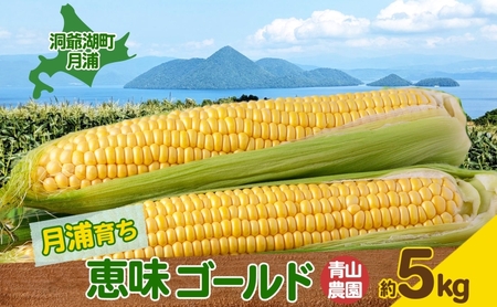北海道 月浦 めぐみ ゴールド 5kg 先行受付 2026年8月中旬～9月中旬頃お届け とうもろこしトウモロコシ とうきび 恵味 コーン 旬 野菜 甘い 大粒 人気 朝採り 産地直送 青山農園 洞爺湖 