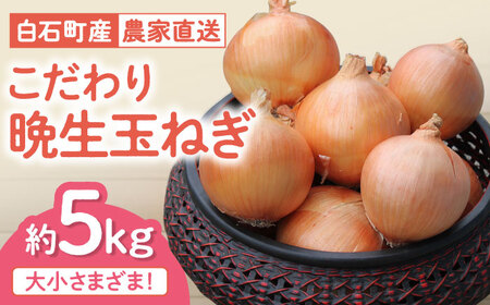 玉ねぎ 約5kg / 玉ねぎ [IBQ010]