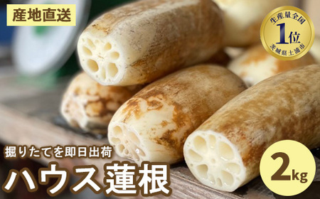 【数量限定】野口れんこん 茨城県産 ハウス蓮根 2kg｜希少 ハウスれんこん ハウスレンコン シャキシャキ ※2024年6月上旬～6月下旬頃に順次発送予定 ※離島への配送不可