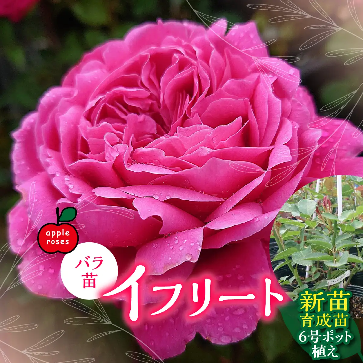【Apple Roses】バラ苗『イフリート』新苗育成苗6号ポット植え  HNNH041