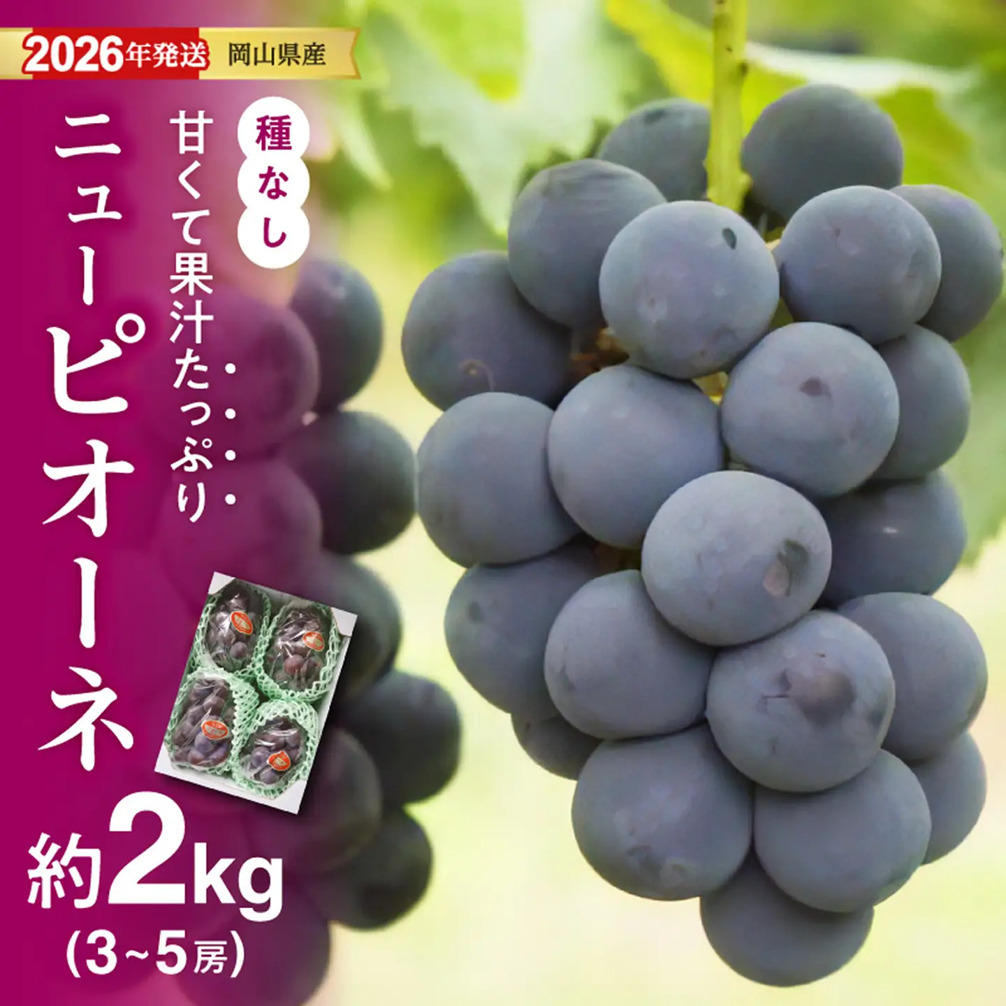 【2026年発送分】岡山県産ニューピオーネ 　秀品　約2kg（3～5房程度）（令和8年8月中旬以降発送）【ニューピオーネ】