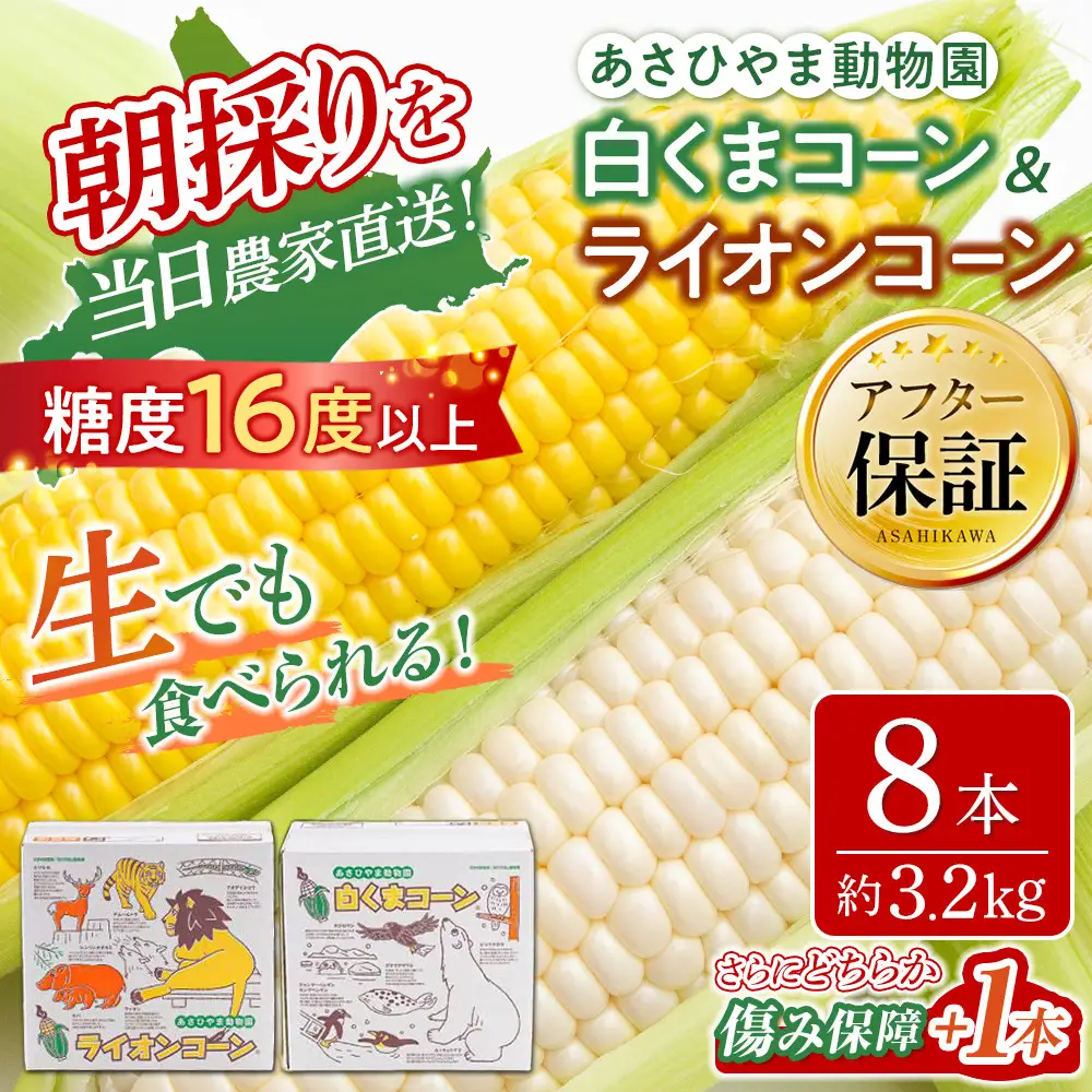【先行予約】旭山動物園　白くま ライオンコーン MIX 合計8本（2026年8月中旬から発送開始） | とうもろこし 北海道産とうもろこし _03815