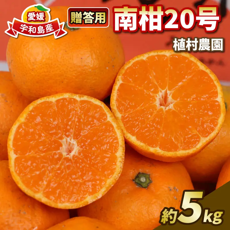 贈答用 南柑20号 5kg 植村農園 先行予約 温州 温州みかん みかん 果物 くだもの フルーツ 柑橘 蜜柑 贈答 ギフト プレゼント 農家直送 産地直送 数量限定 国産 愛媛 宇和島 B010-153009