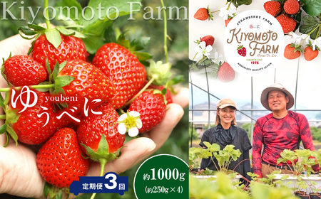 【 定期便 3回 】いちご ゆうべに 約1000g | KiyomotoFarm