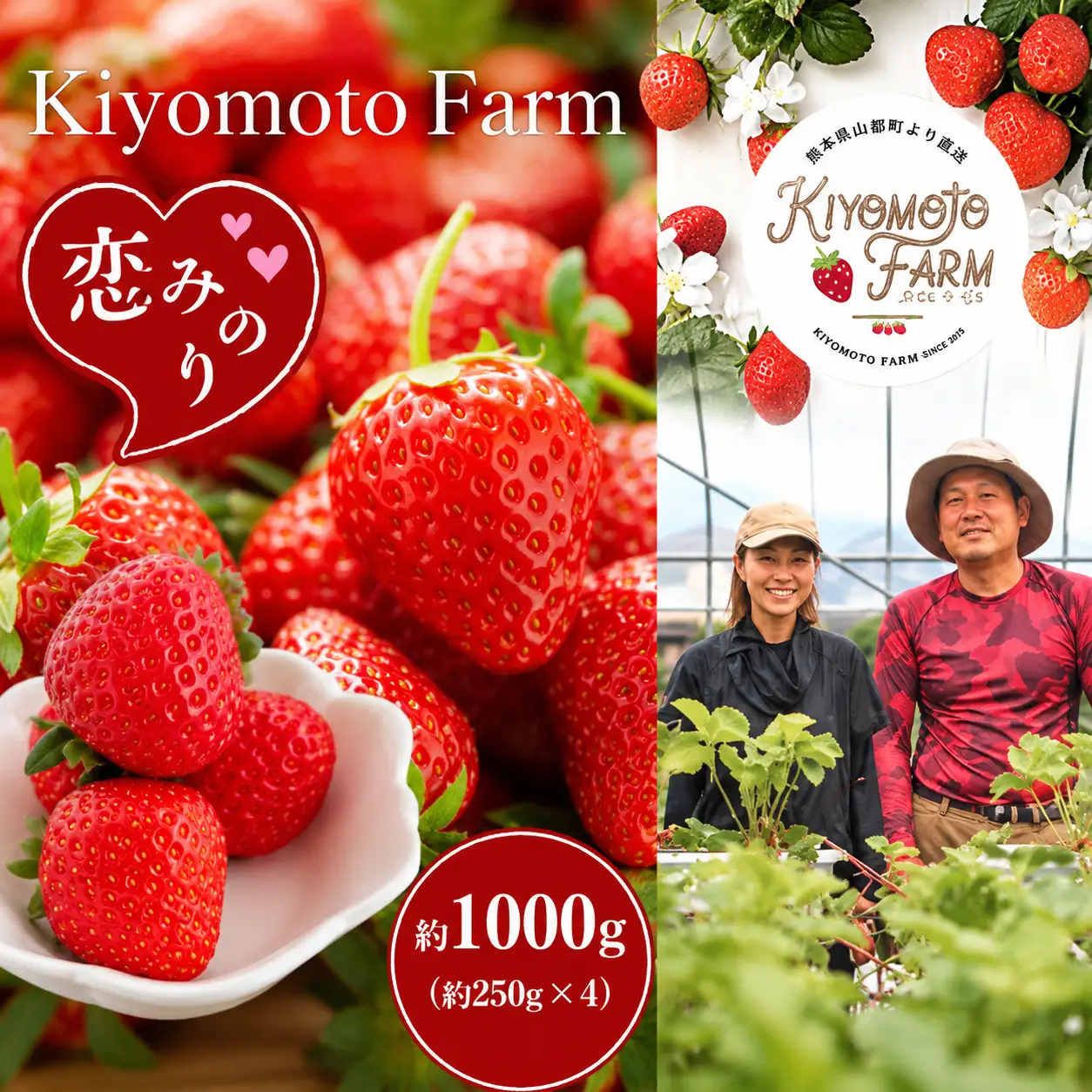 【 定期便 3回 】 熊本たまな産 イチゴ 恋みのり 約1000g （ 250g × 4パック ） | フルーツ 果物 くだもの 果実 苺 いちご 定期 熊本県 玉名市