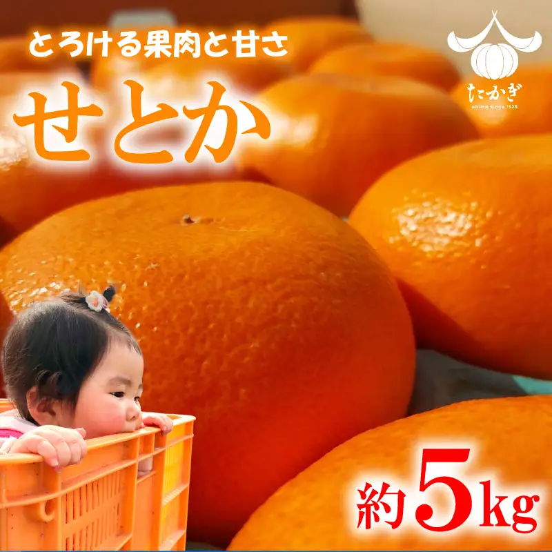 【愛媛県産】 せとか 約5kg  訳あり せとか【TKG0121】