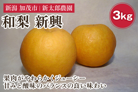 【2026年先行予約】和梨 新興 3kg（4～7玉） 《10月下旬から順次発送》 果物 フルーツ 梨 和梨 デザート 加茂市 新太郎農園