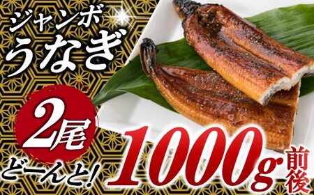 A1470.ジャンボうなぎの蒲焼２尾（計１，０００ｇ前後）『１～２ヶ月前後でお届け！！』