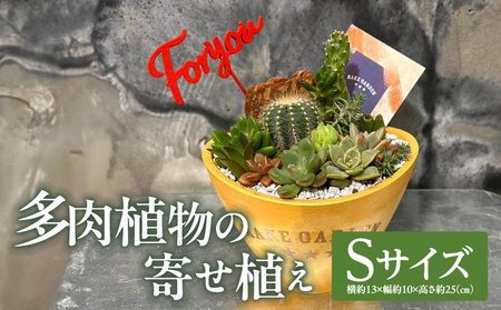 多肉植物の寄せ植え　Sサイズ 人気 インテリア 室内