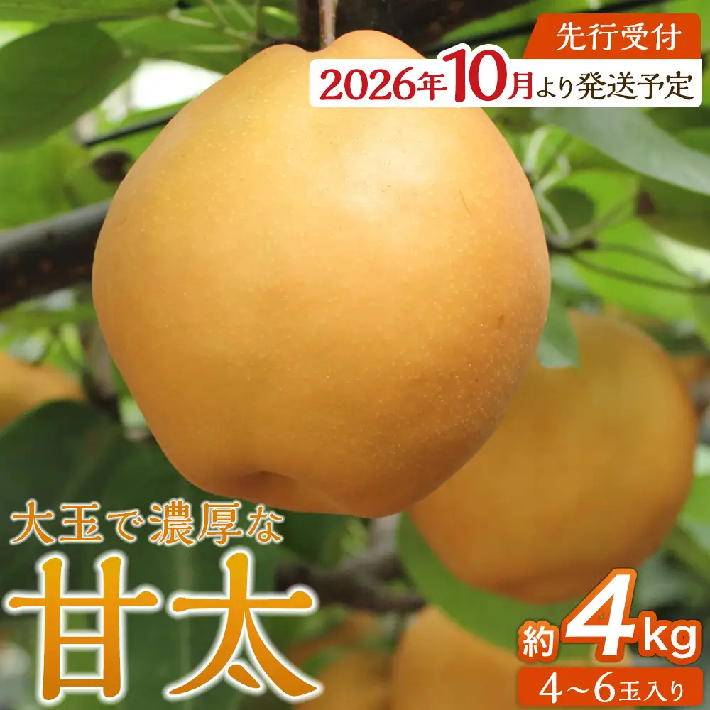 【2026年発送】 梨 「甘太」 約4kg （4～6玉入） 【松崎果樹園】 ｜ 梨 