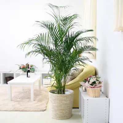 【観葉植物】アレカヤシ 10号 ホワイトバスケット鉢カバー 土の表面:ウッドチップ 【観葉植物 インテリア 部屋 おしゃれ 福岡県 筑前町 送料無料 AG036】