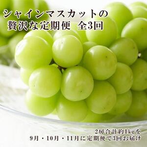 ぶどう 2026年 先行予約 9月・10月・11月発送 シャイン マスカット 晴王 2房（合計約1kg）×3回 ブドウ 葡萄  岡山県産 国産 フルーツ 果物 ギフト