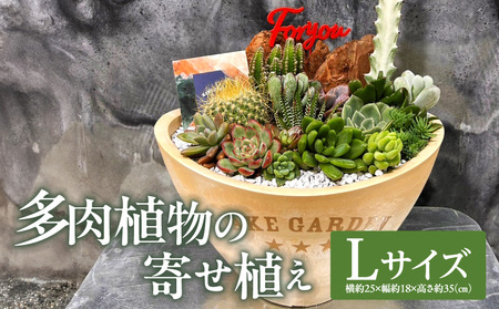 多肉植物の寄せ植え　Lサイズ 人気 インテリア 室内