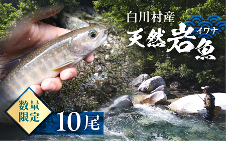 先行予約 6月以降順次発送 白川村産 天然岩魚 イワナ 10尾 18cm以上 岩魚 天然 いわな イワナ 魚 川魚 BBQ バーベキュー アウトドア 岐阜県 白川郷 世界遺産 塩焼き 20000円 [S804]